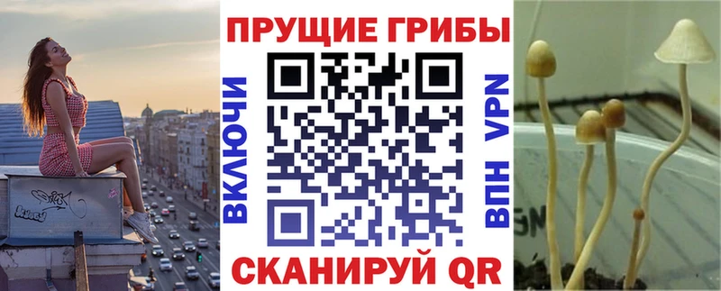 цены   Бутурлиновка  Псилоцибиновые грибы Cubensis 
